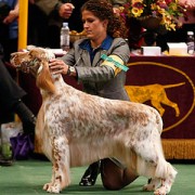 Esposizione Canina - Cinofilia