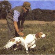 addestranmento pointer addestramento alla ferma del cane da caccia