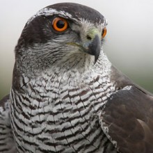 Caccia con l Astore, Avventura venatoria di caccia alle starne col rapace..