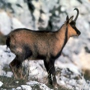 La doppietta di camoscio .. Caccia al camoscio in zona Alpi .. Caccia al Camoscio nelle Alpi Slovene..