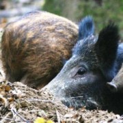 Caccia: La Cinghiala e i Daini Caccia: La Cinghiala e i Daini