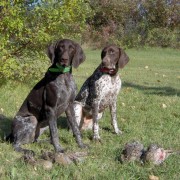 Caccia alla Beccaccia con il cane da ferma in Romania Caccia alla Beccaccia in Romania: Tecniche e Luoghi di Caccia
