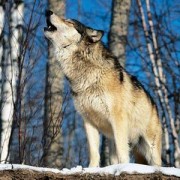 Lupo Appenninico: Conoscerlo e Proteggerlo è un dovere Civico e Morale..