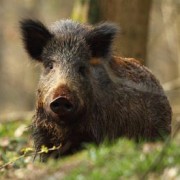 Caccia al Cinghiale nelle Ridenti Terre del Morellino di Scansano