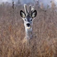 Caprioli di Velluto, Ecco sua Altezza il Capriolo..