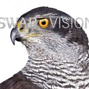Swarovision apre la strada alle emozioni..