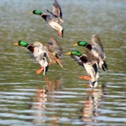 Caccia alle Anatre Caccia ai Germani Reali in Volo su zona umida