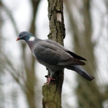 Colombacci da Palco, Caccia aerea ricca di tradizioni non scritte..