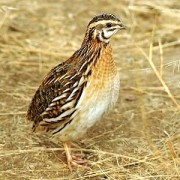 Caccia alla Quaglia: Avventura per Cacciatori e Cani da Caccia..