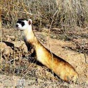 Caccia al Coniglio col Furetto, Caccia Antica e Coinvolgente