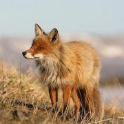 Volpe - Vulpes Vulpes