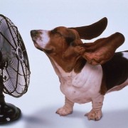 Veterinaria: con l'arrivo dell'estate attenzione al colpo di calore (ipertermia)