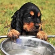 Cani da Caccia e Grande Freddo.. Saper Alimentare correttamente i propri Ausiliari..