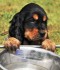 Cani da Caccia e Grande Freddo.. Saper Alimentare correttamente i propri Ausiliari..
