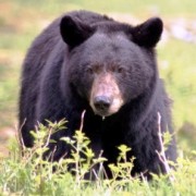 Viaggio di Caccia all Orso in Canada