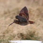 Caccia in Brughiera. Beccaccia in volo Caccia alla beccaccia. Volo di una beccaccia in migrazione in brugheria