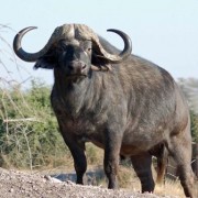 Bufalo africano Safari Africano al grande Bufalo nero