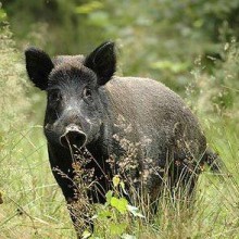 Cinghiale - Sus Scrofa - Caccia 