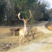 Caccia agli Ungulati in Toscana da Brunelli.. Caccia agli Ungulati in Toscana da Brunelli..