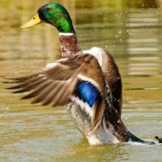 A caccia nelle valli di Comacchio A caccia nelle valli di Comacchio