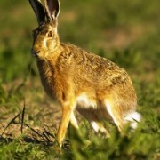 A caccia sull’Appennino Tosco Emiliano