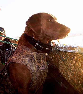 Cane da Riporto Cane da Riporto durante azione di caccia alle anatre