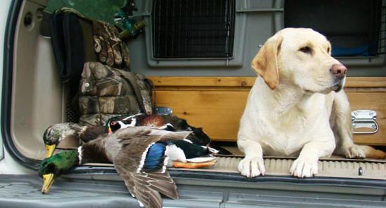 hunting-labrador-retriever.jpg