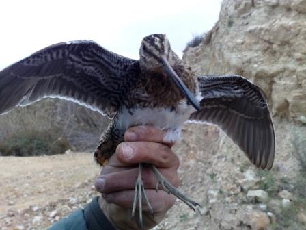 Il Beccaccino, con il suo caratteristico volo a zig-zag è molto difficile da abbattere