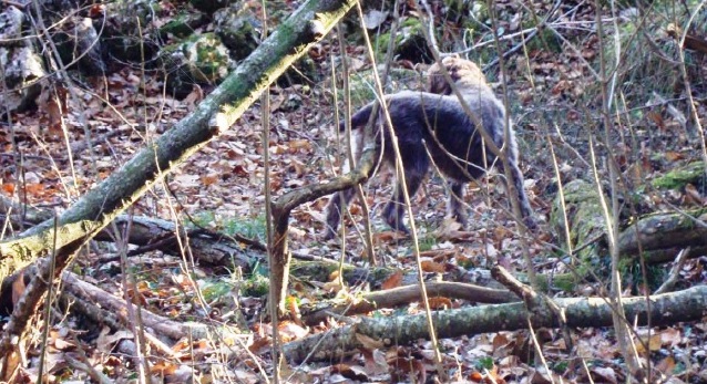 Caccia: Cane da Caccia Korthals