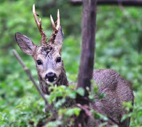 Capriolo con anomalie genetiche