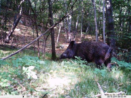 Fototrappola in Azione che ha sorpreso un cinghiale