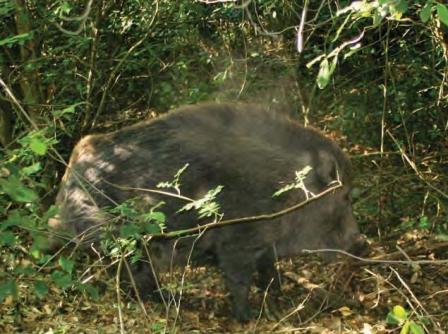Caccia al cinghiale con il segugio da caccia
