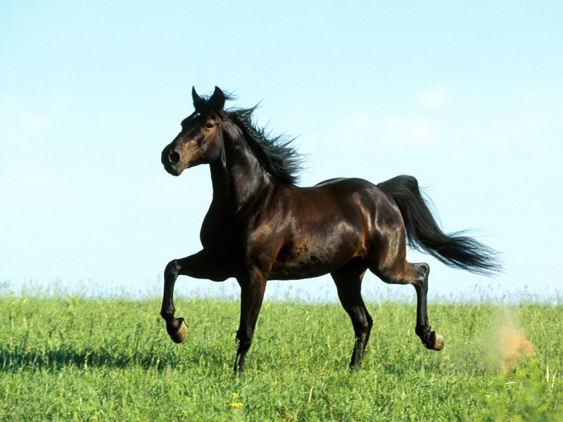 Niente carne di cavallo sulle