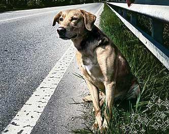 cane abbandonato
