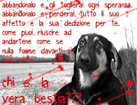DOMENICA 2 GIUGNO, SALUTIAMOCI IN QUESTA SEZIONE Cani-abbandonati