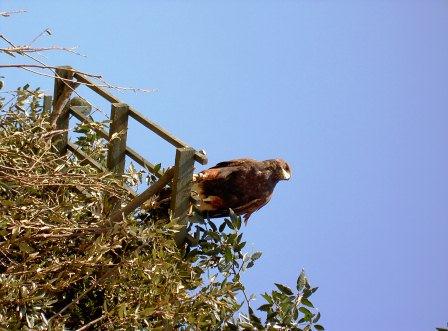 Capetav 2011 - Grande attenzione per la Falconeria a Capetav 2011