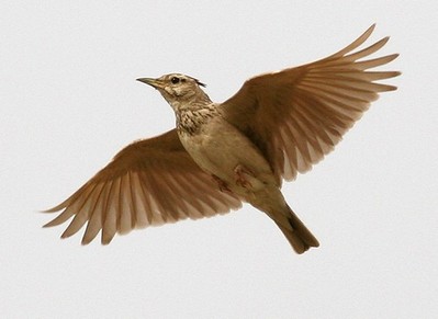 Allodola
