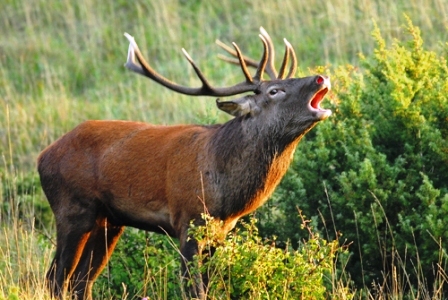 bramito del cervo Quella del digiscoping è una passione che accomuna molti cacciatori che dopo anni di studio del selvatico cui danno la caccia
