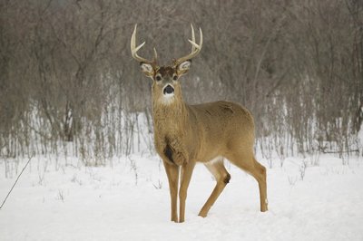 Cervo nella neve