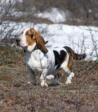 Cani da Traccia: Addestriamoli insieme..