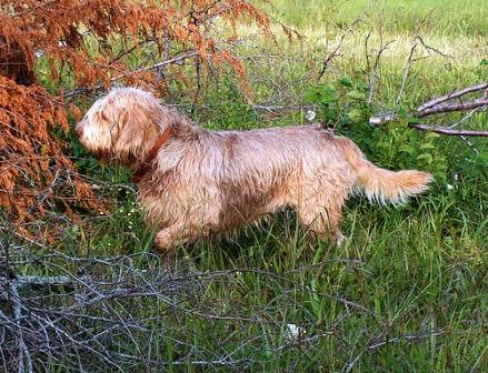 l’Otterhound è un cane da caccia la cui razza è stata concepita per la caccia alle lontre