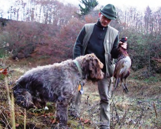 Caccia al Fagiano con il Korthals