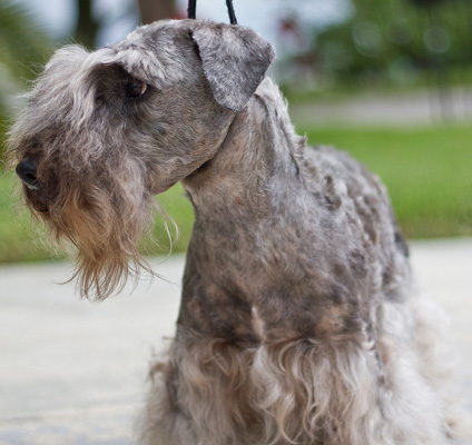 Terrier Boemo: un’opera di “ingegneria genetica”..