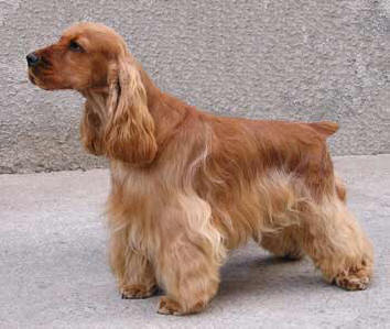 otite del cocker