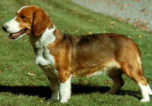bassotto svedese: il migliore cane per la caccia al capriolo