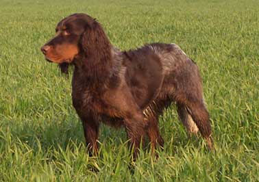 Épagneul Picard, cane da ferma