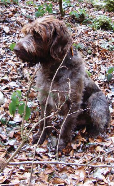 Cani da Caccia: Il Korthals