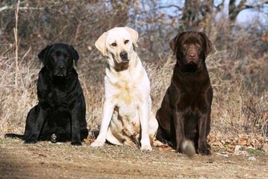 labrador_retriever.jpg