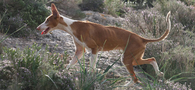 otite del cane