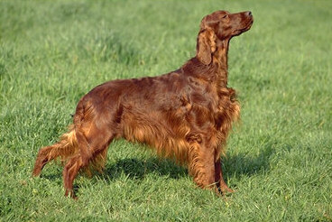Setter Irlandese 